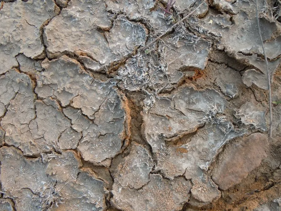 高鹽廢水生化系統如何穩定運行？